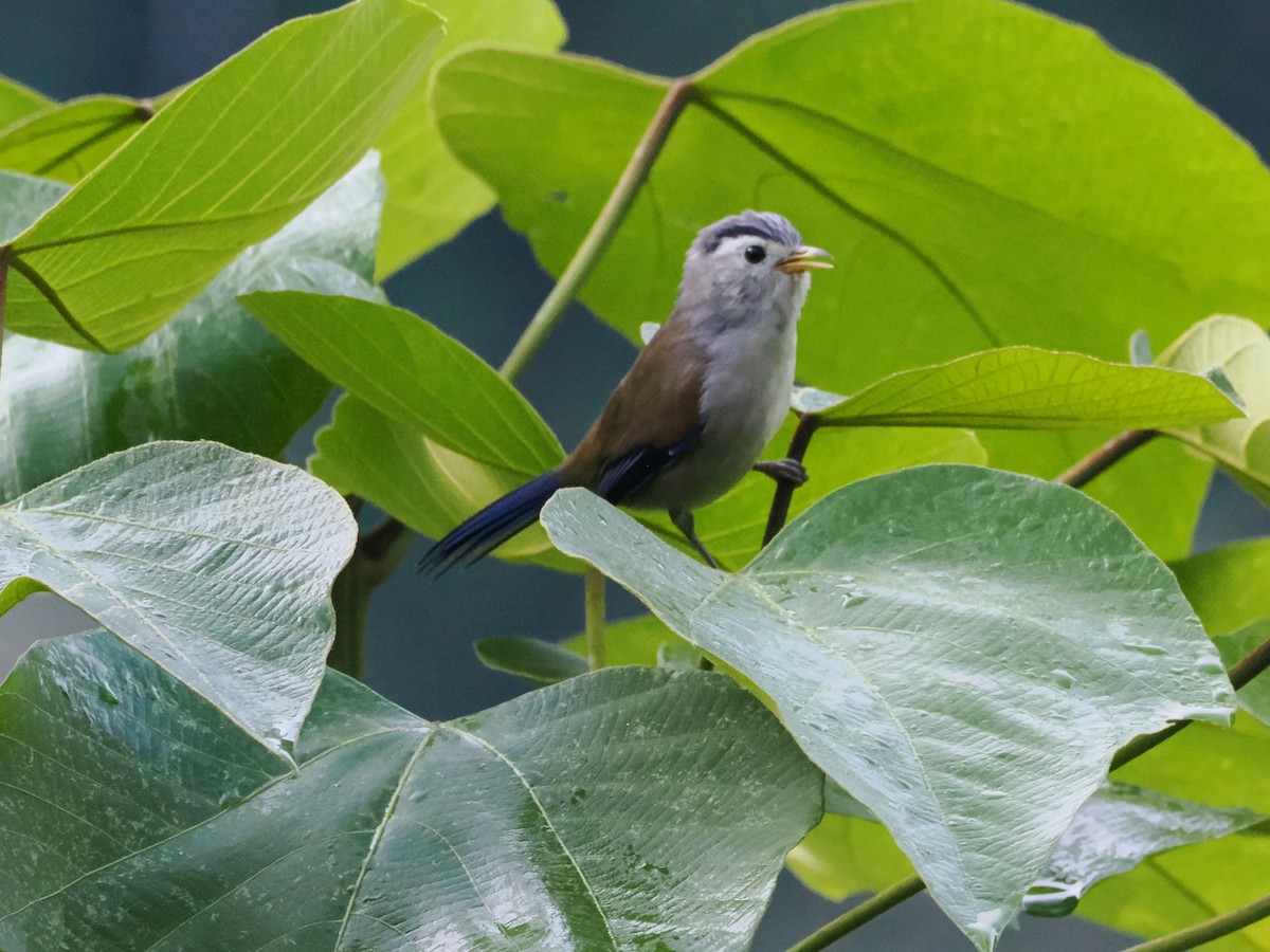 Blue-winged Minla - ML643165643