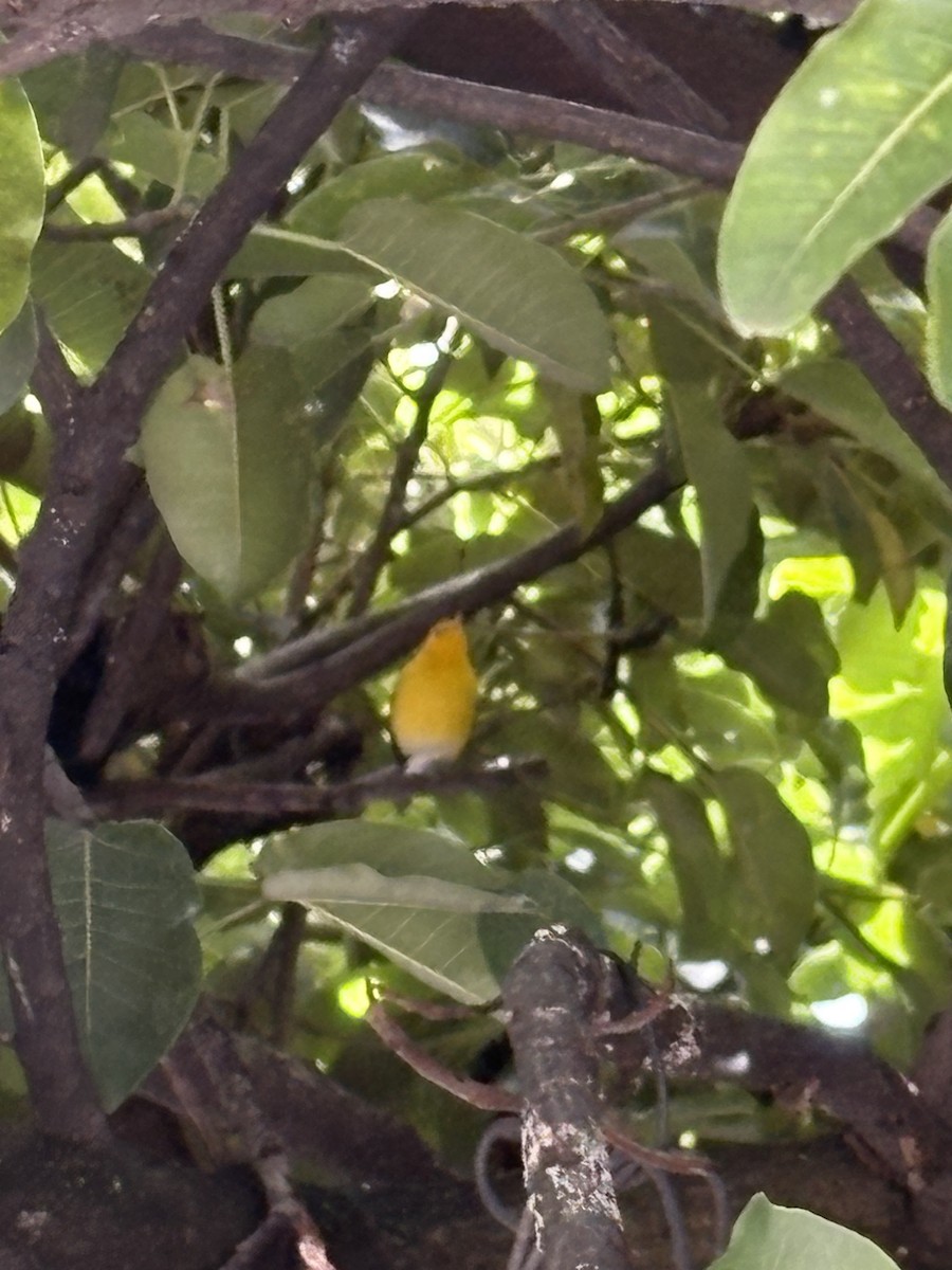 Zitronenwaldsänger - ML643165645