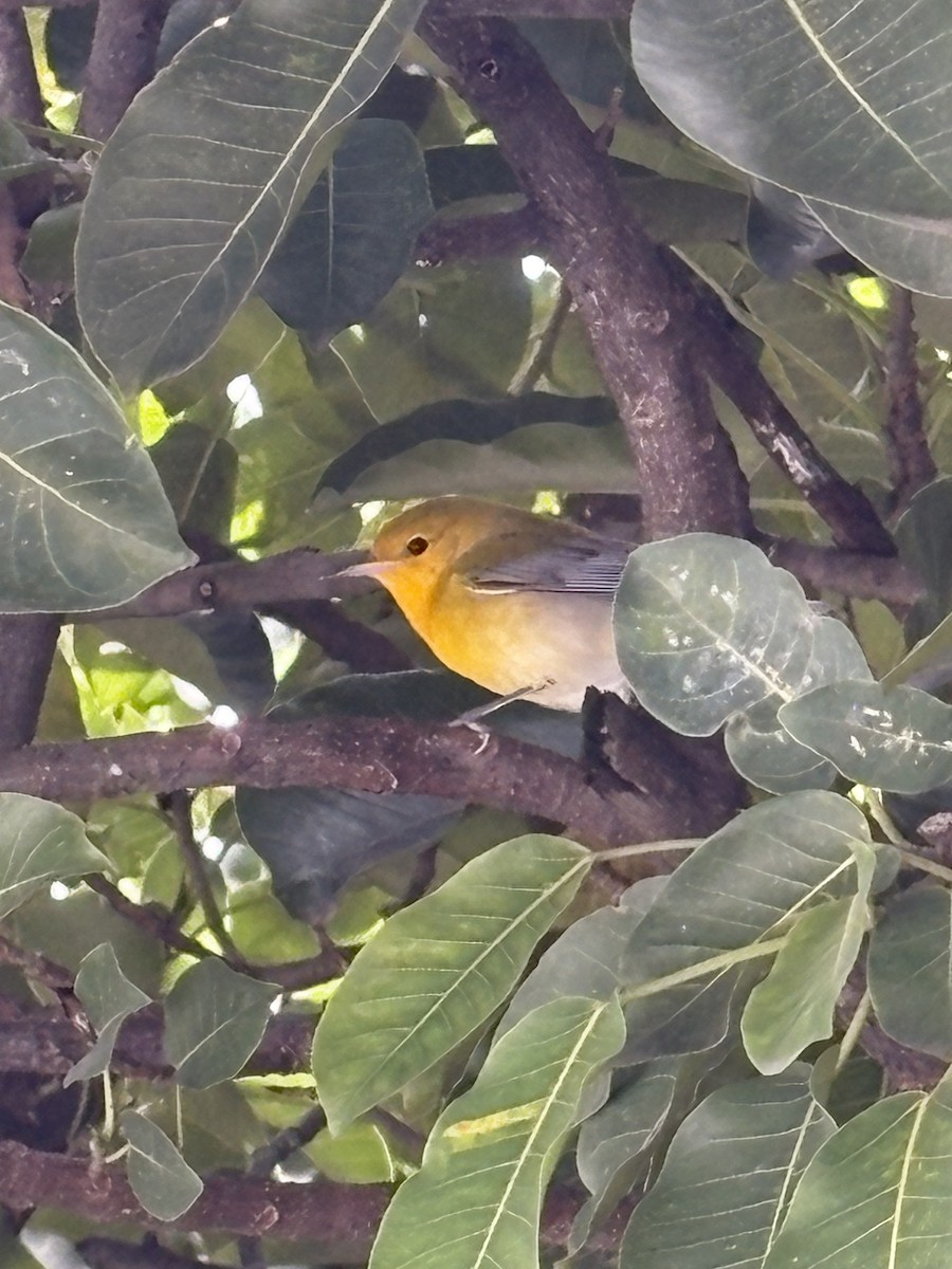 Zitronenwaldsänger - ML643165646