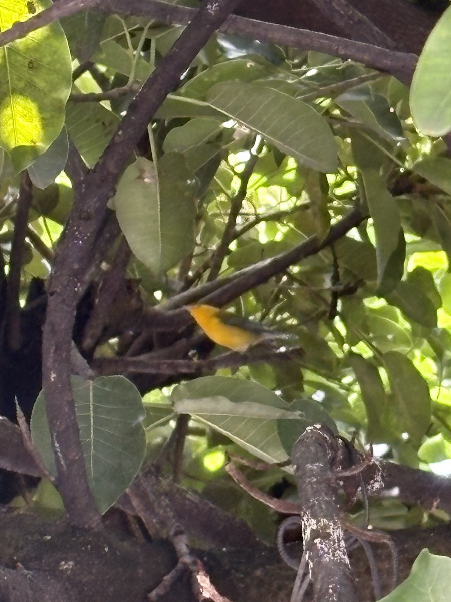 Zitronenwaldsänger - ML643165647