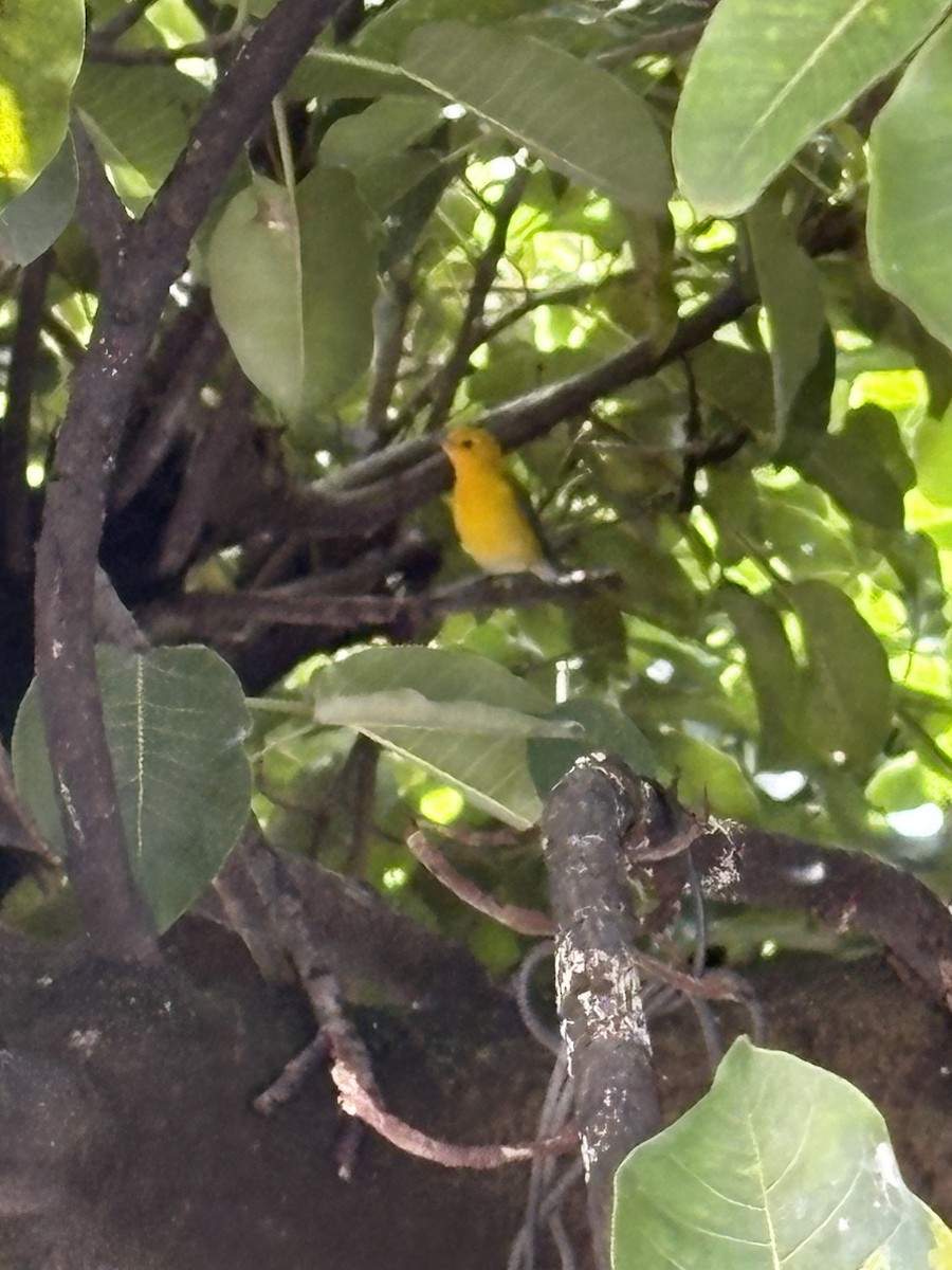 Zitronenwaldsänger - ML643165648