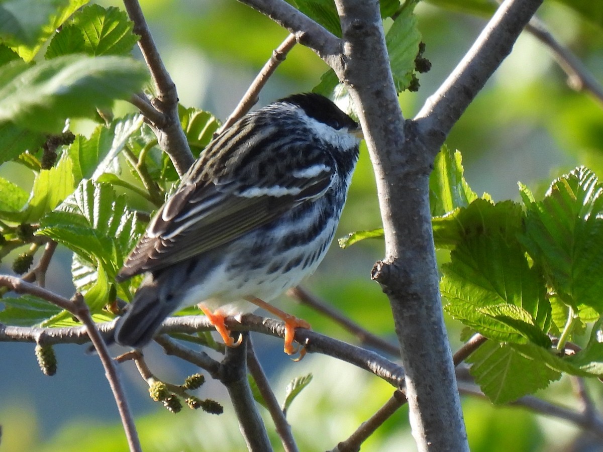 Paruline rayée - ML643165665