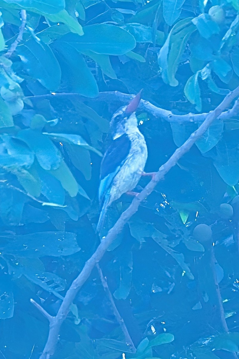 Brown-hooded Kingfisher - ML643165686