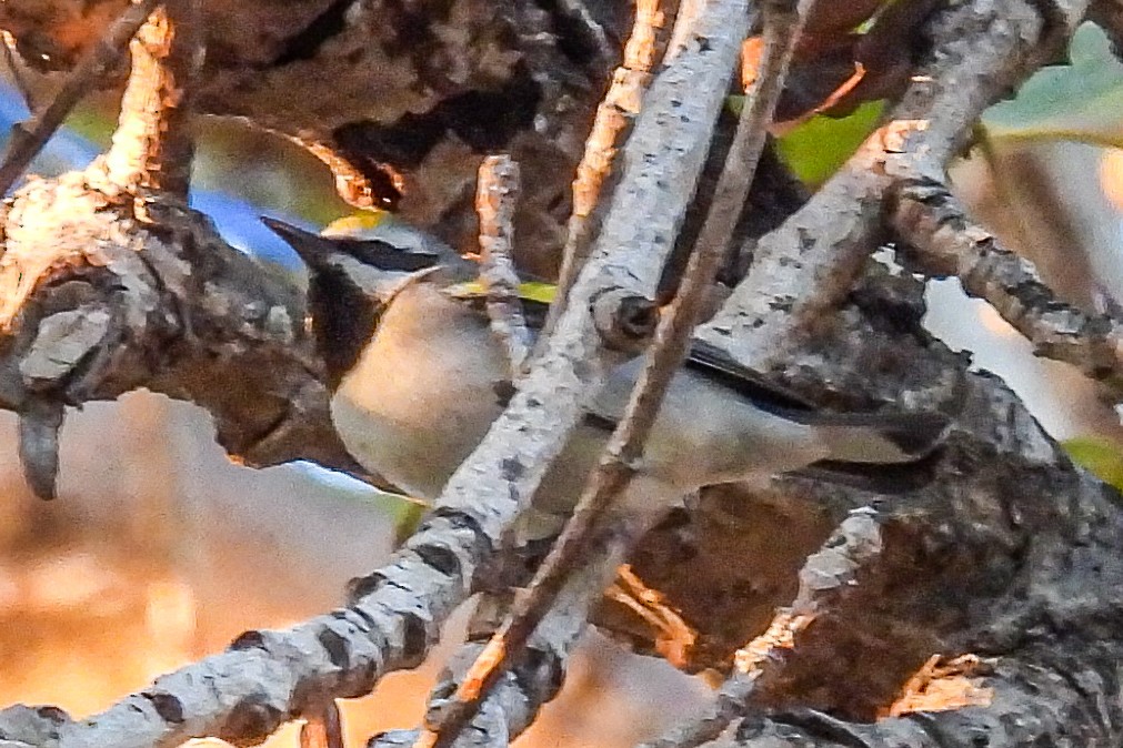gullvingeparula - ML643165687