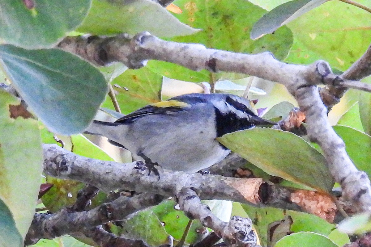 gullvingeparula - ML643165688