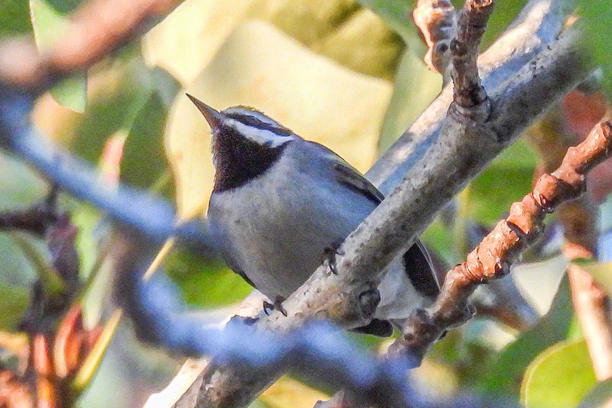 gullvingeparula - ML643165689