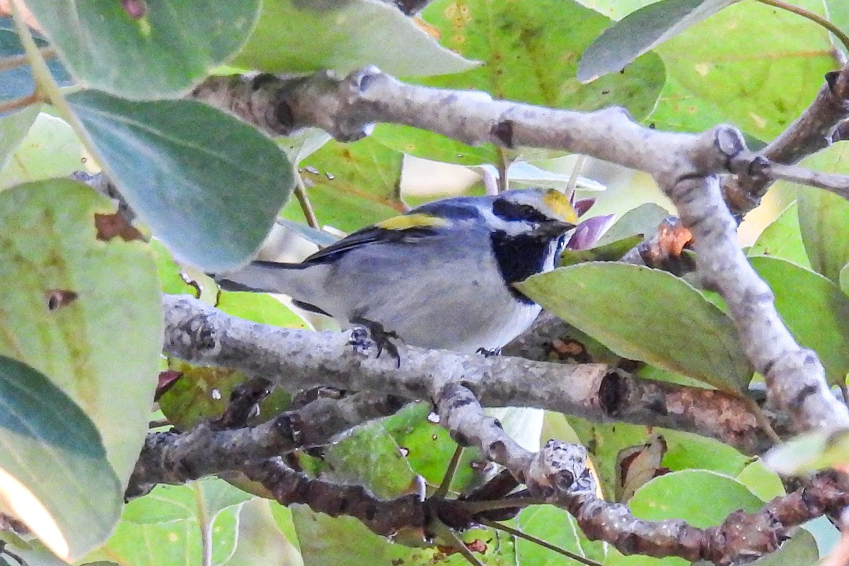 gullvingeparula - ML643165690