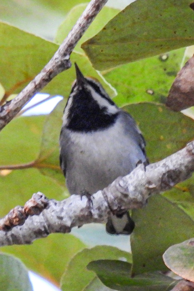 gullvingeparula - ML643165691