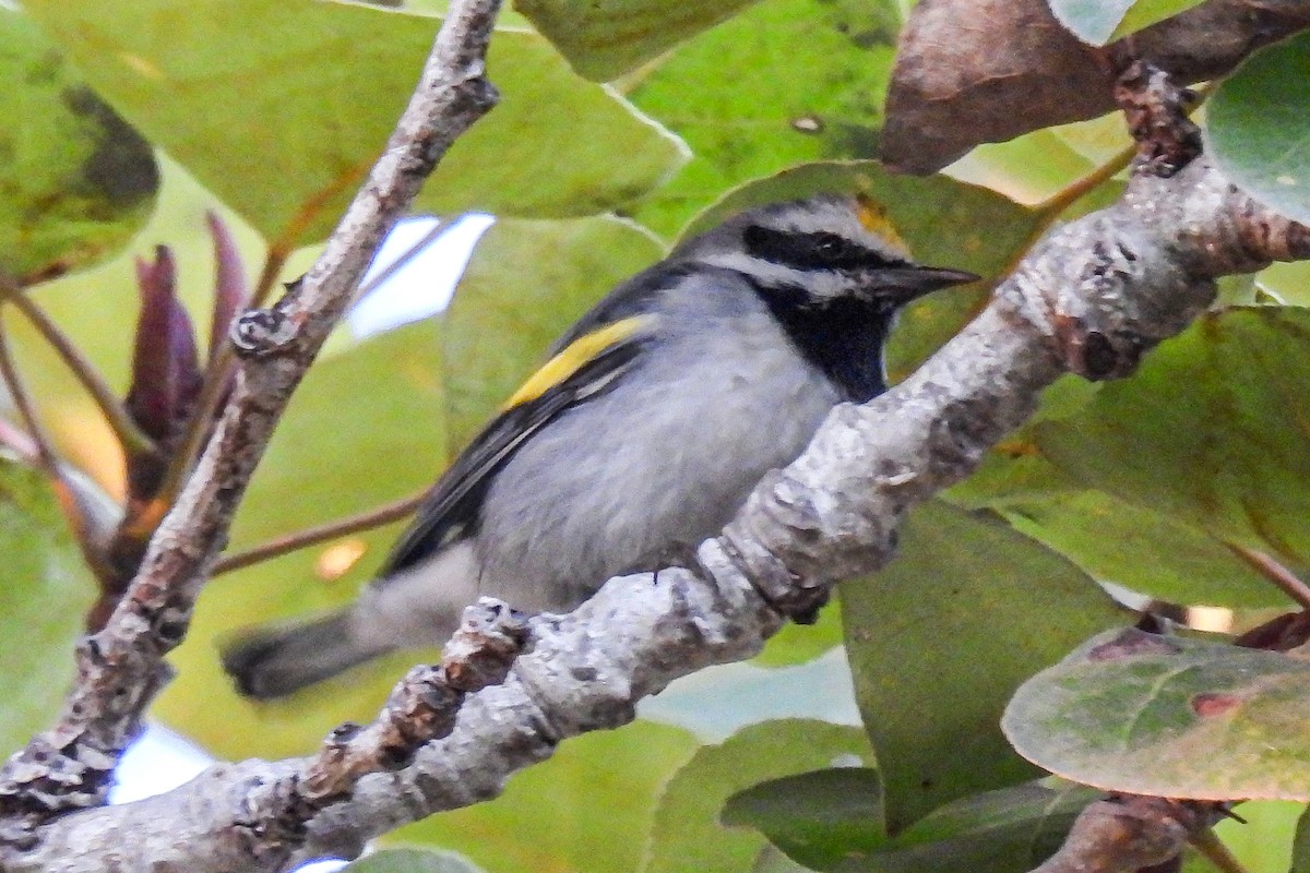 gullvingeparula - ML643165692