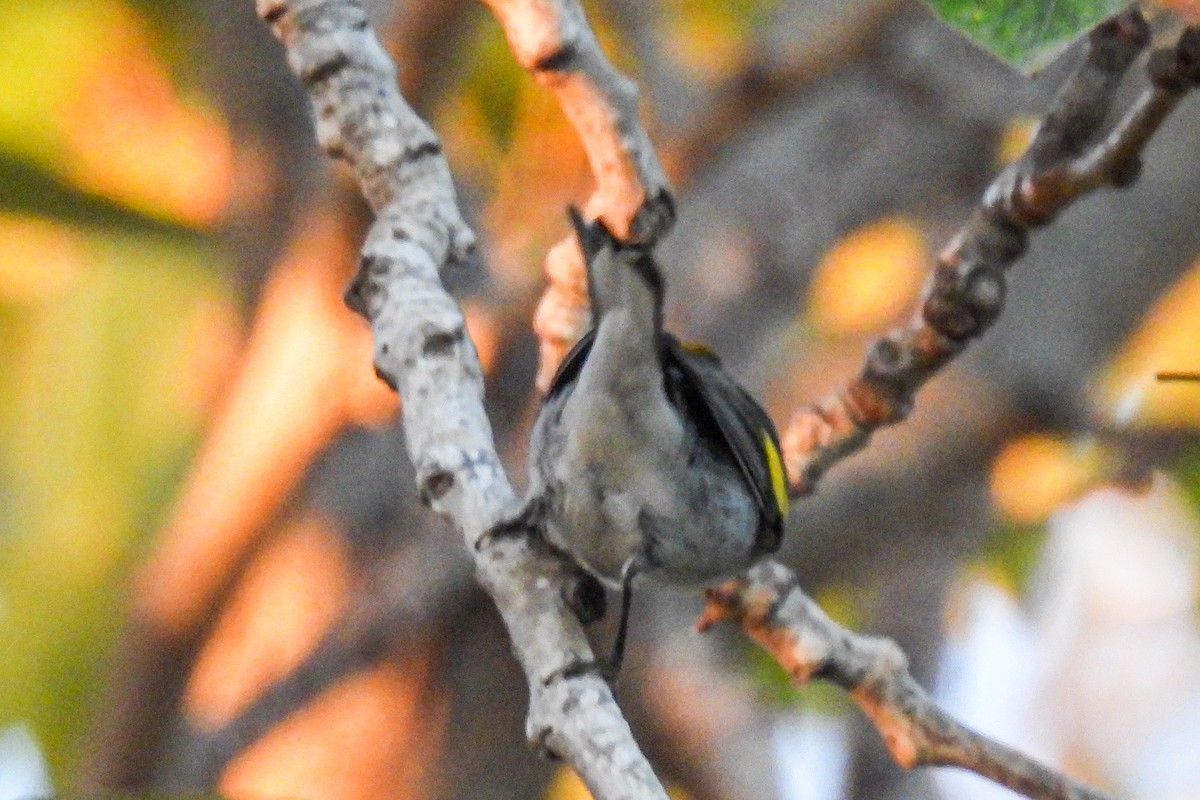 gullvingeparula - ML643165693