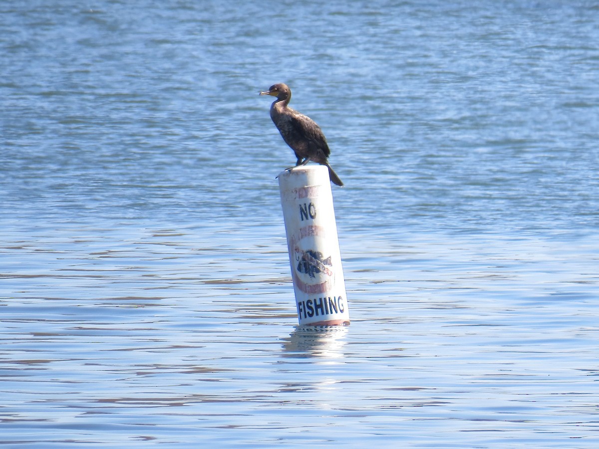 Neotropic Cormorant - ML643165713