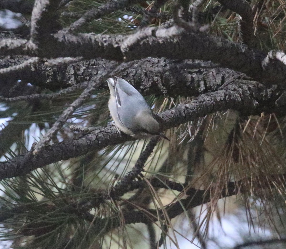 Pygmy Nuthatch - ML643165720