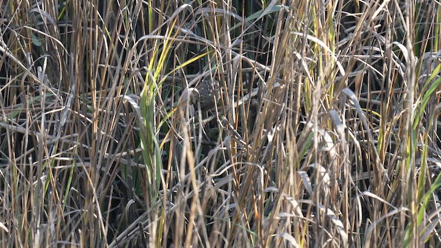 Saltmarsh Sparrow - ML643165721