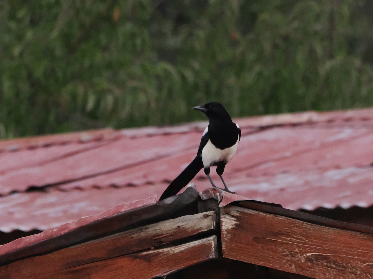 Black-rumped Magpie - ML643165727