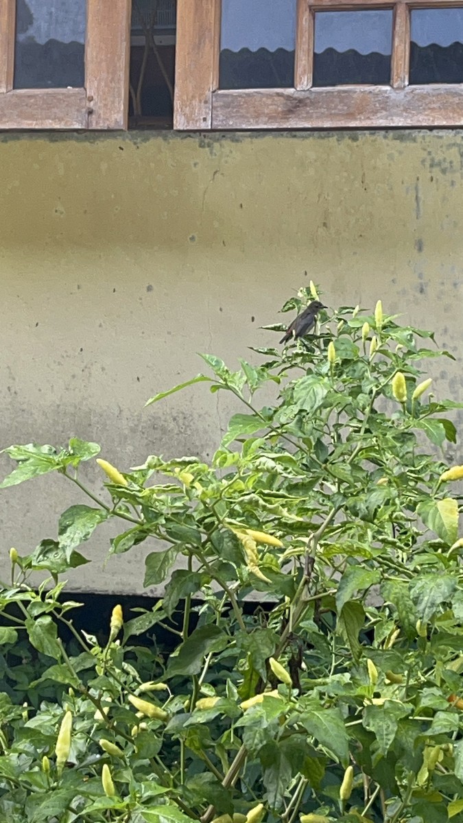 Scarlet-backed Flowerpecker - ML643165728
