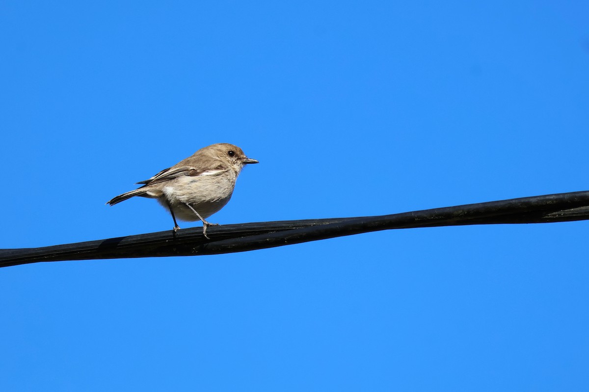Dusky Robin - ML643165777