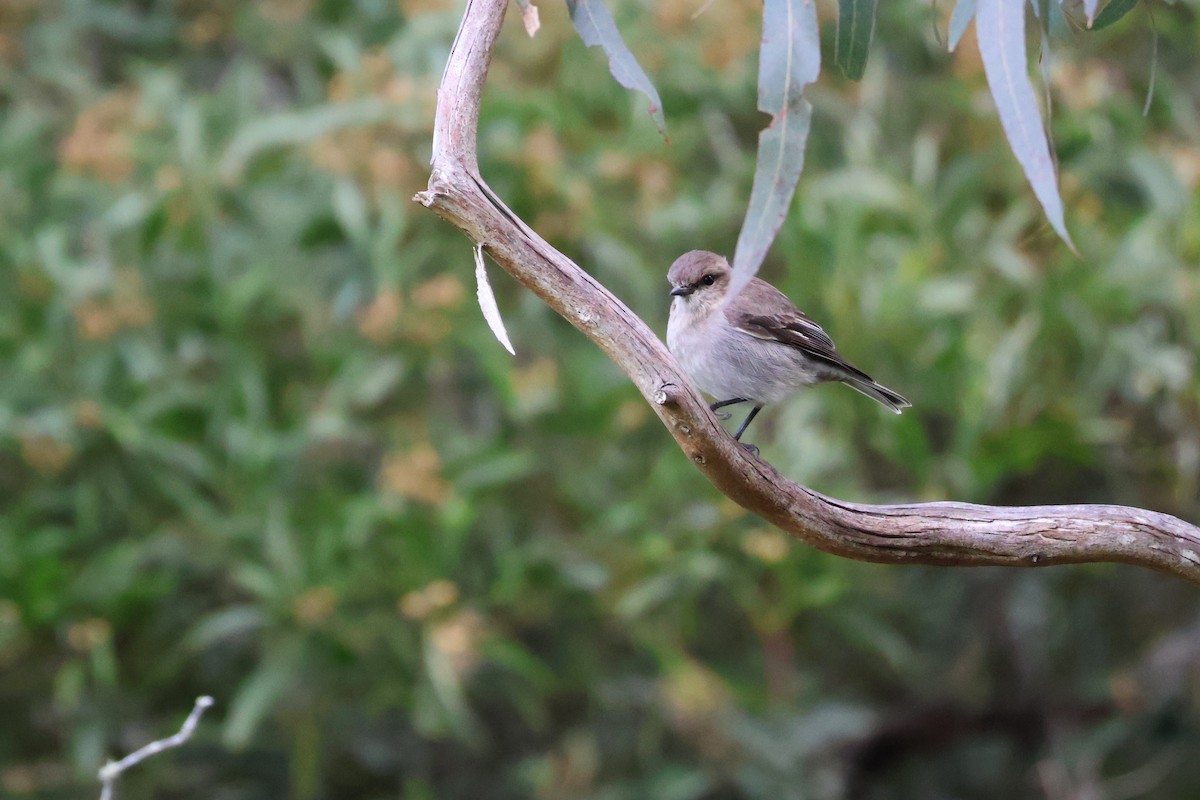 Dusky Robin - ML643165778