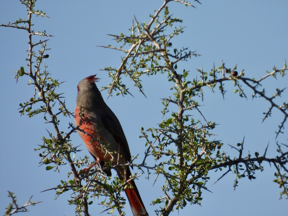 Pyrrhuloxia - ML643165782
