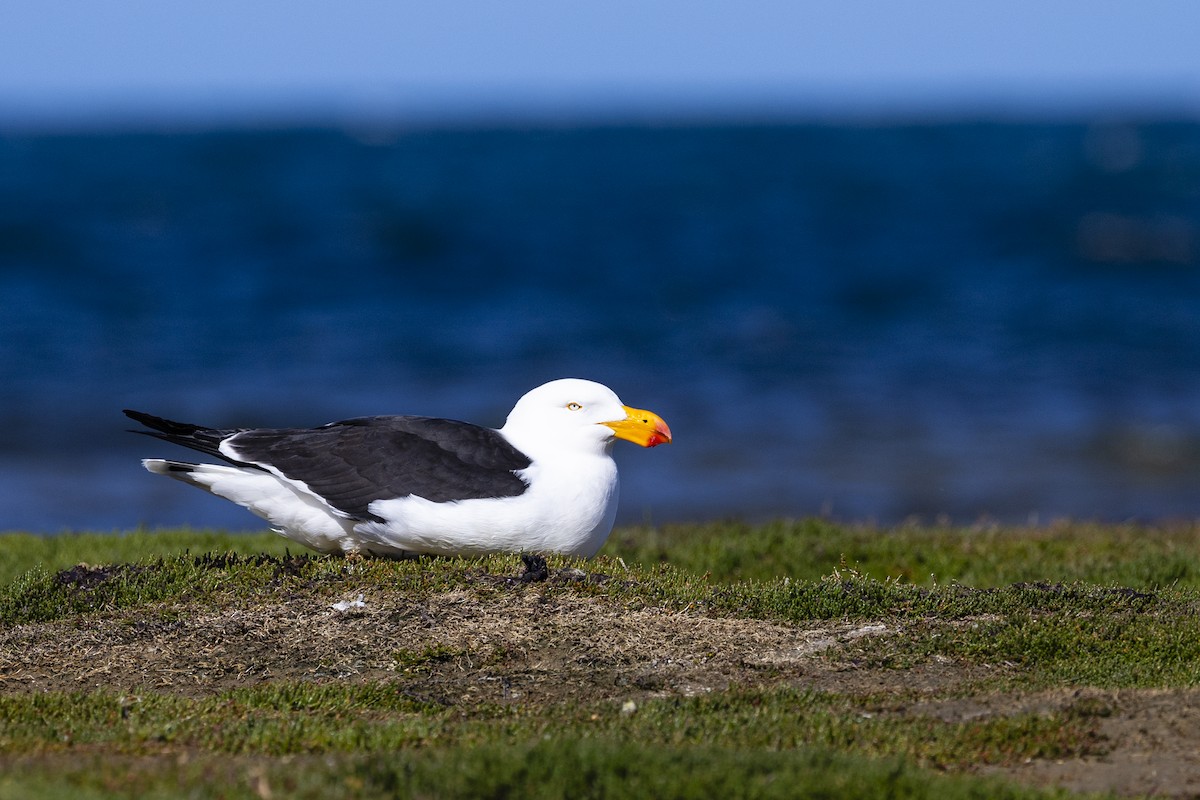 Pacific Gull - ML643165810
