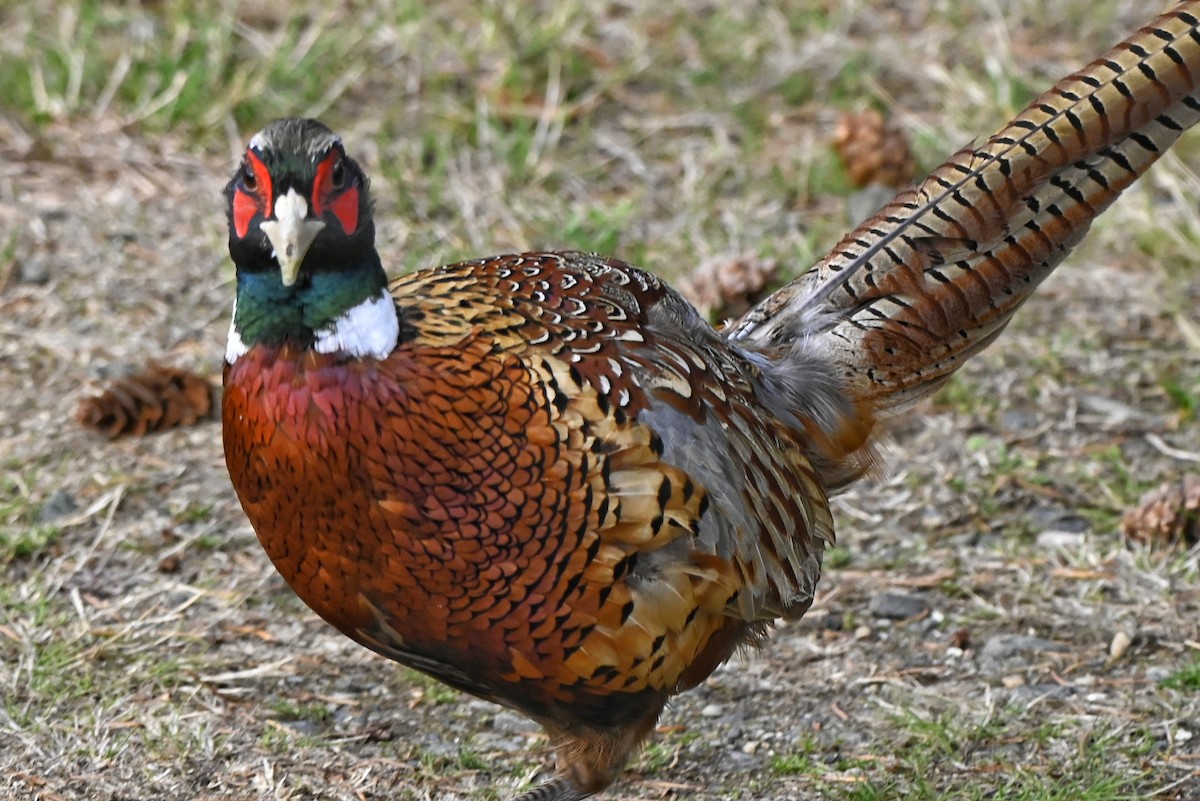 Ring-necked Pheasant - ML643165832