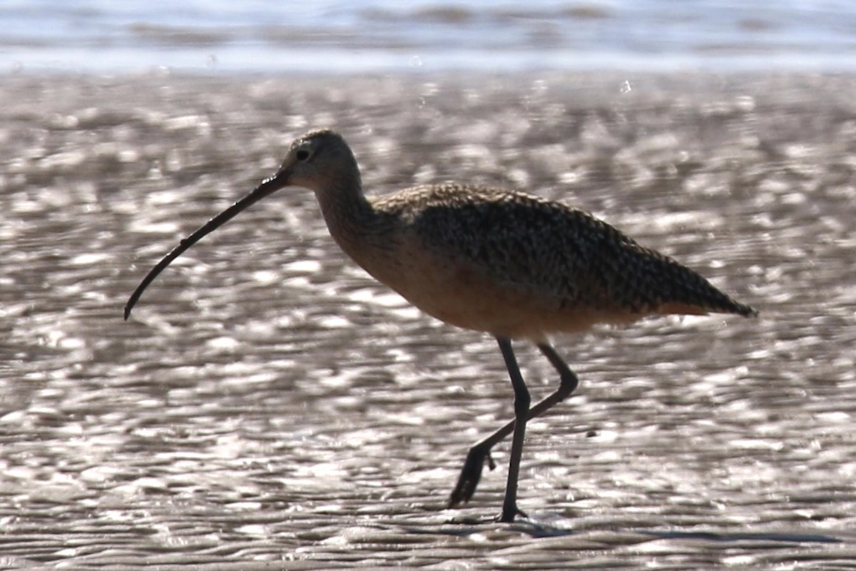 Long-billed Curlew - ML643165834