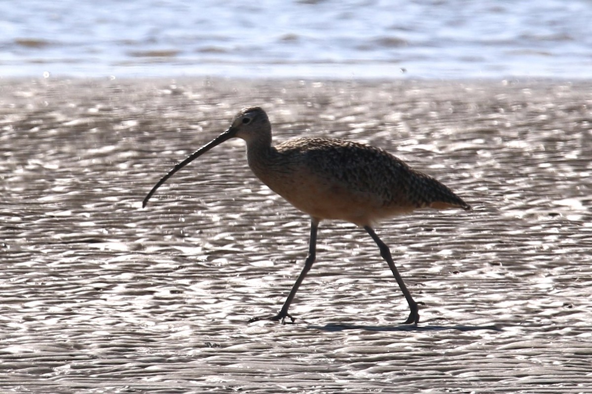 Long-billed Curlew - ML643165835