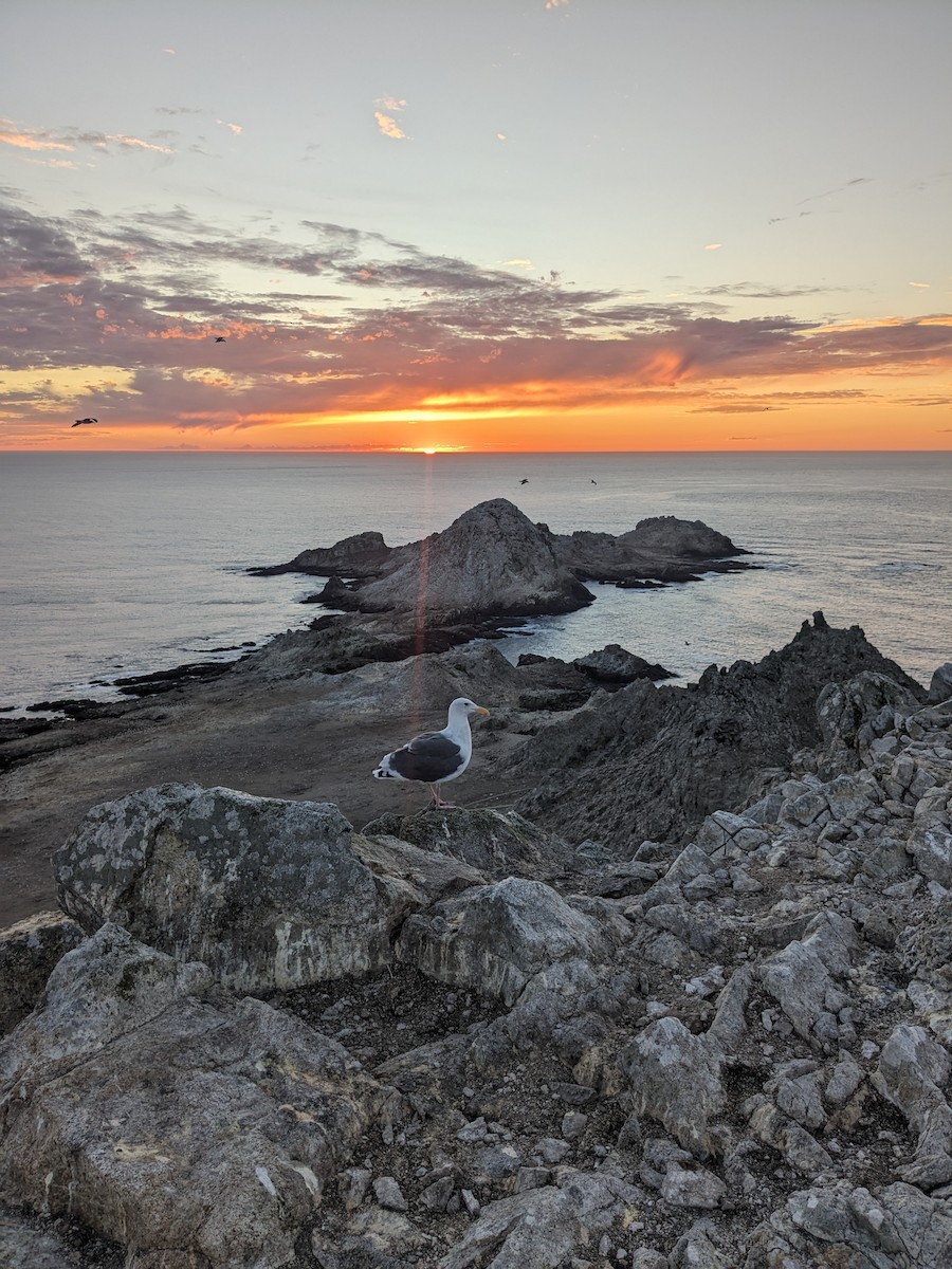 Western Gull - ML643165840