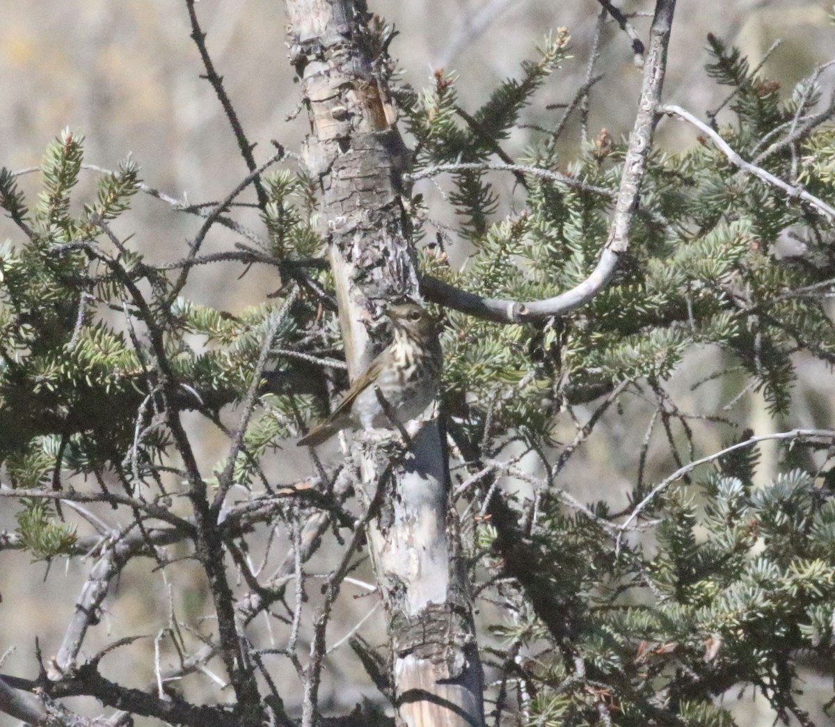 Hermit Thrush - ML643165844