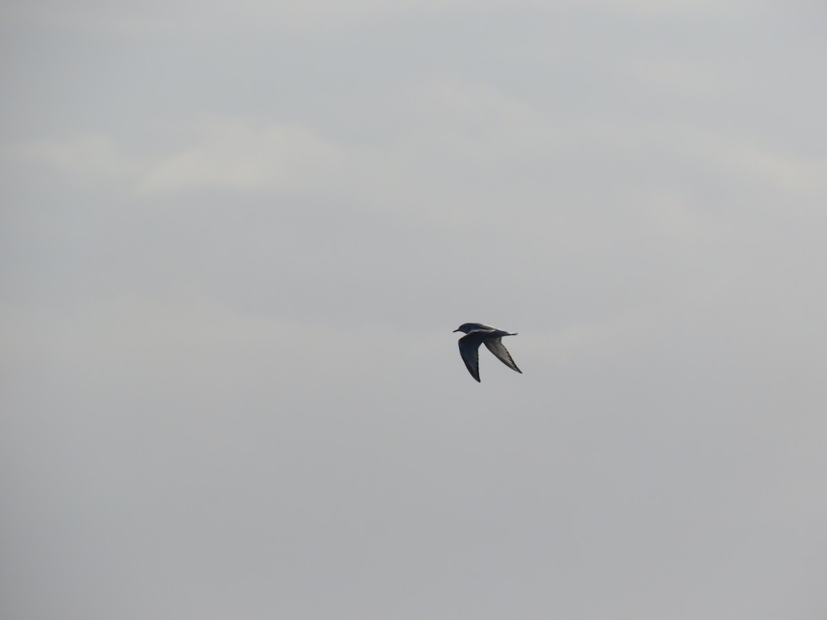 ボナパルトカモメ - ML643165850