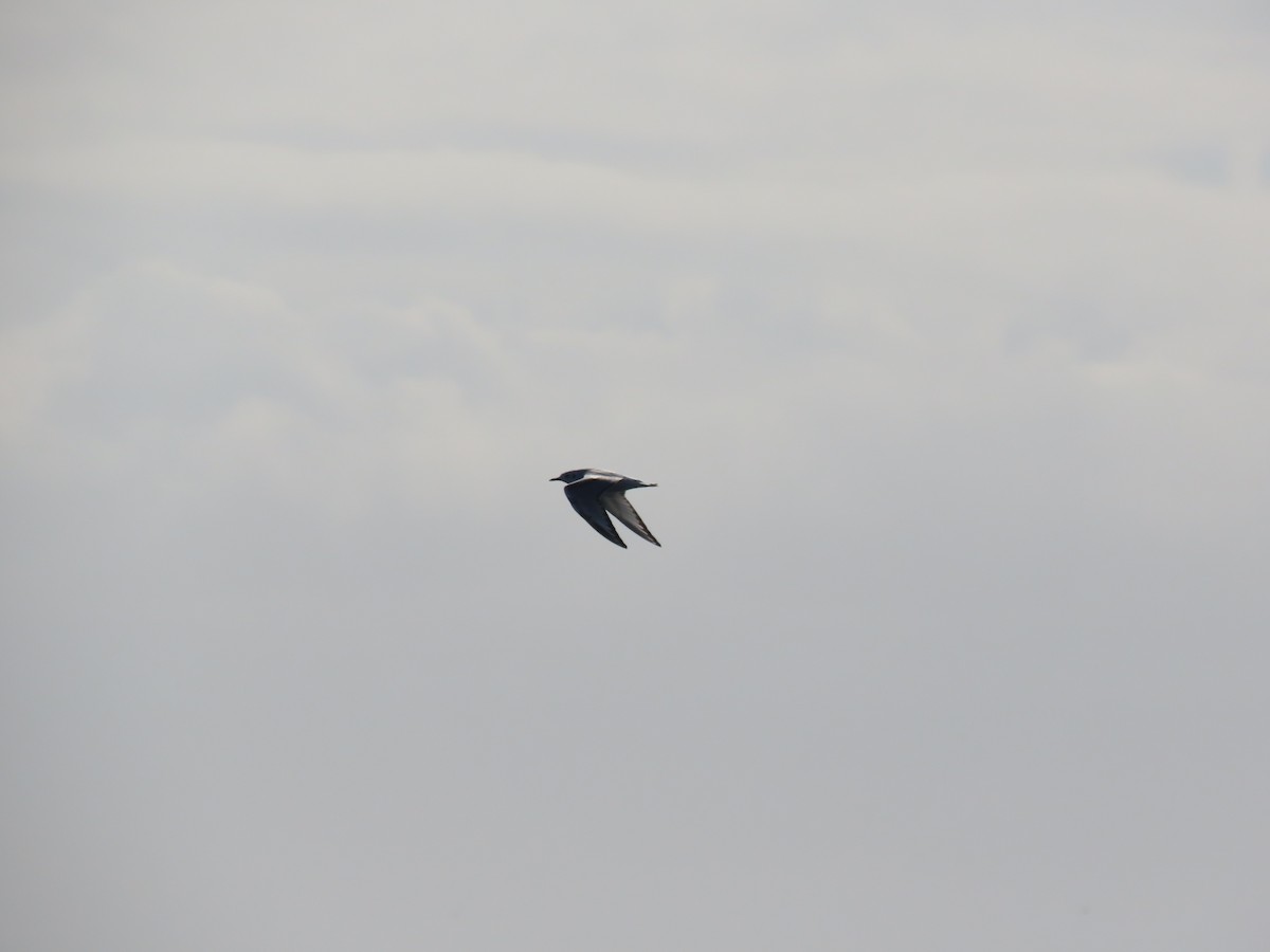 ボナパルトカモメ - ML643165851