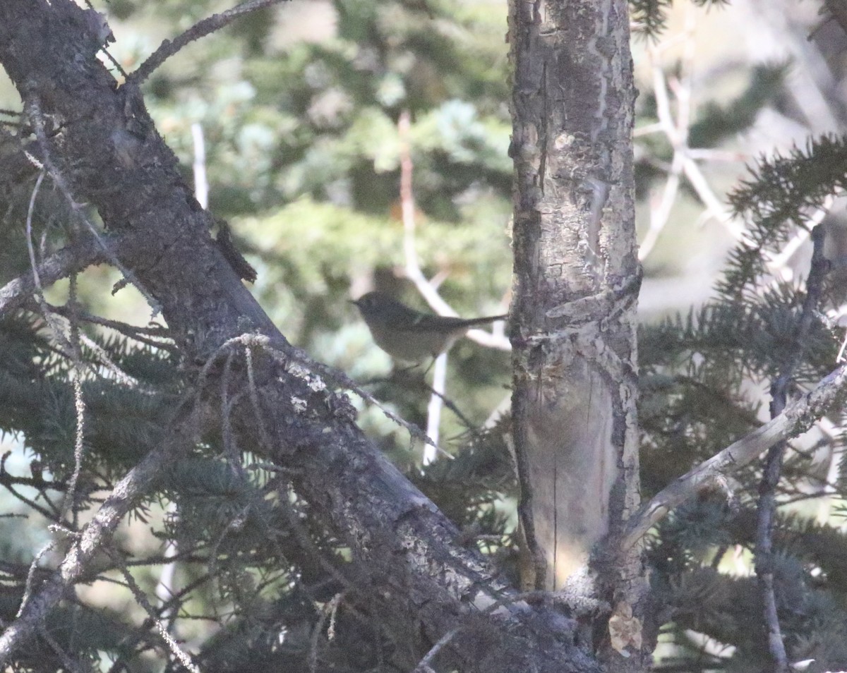 Ruby-crowned Kinglet - ML643165852