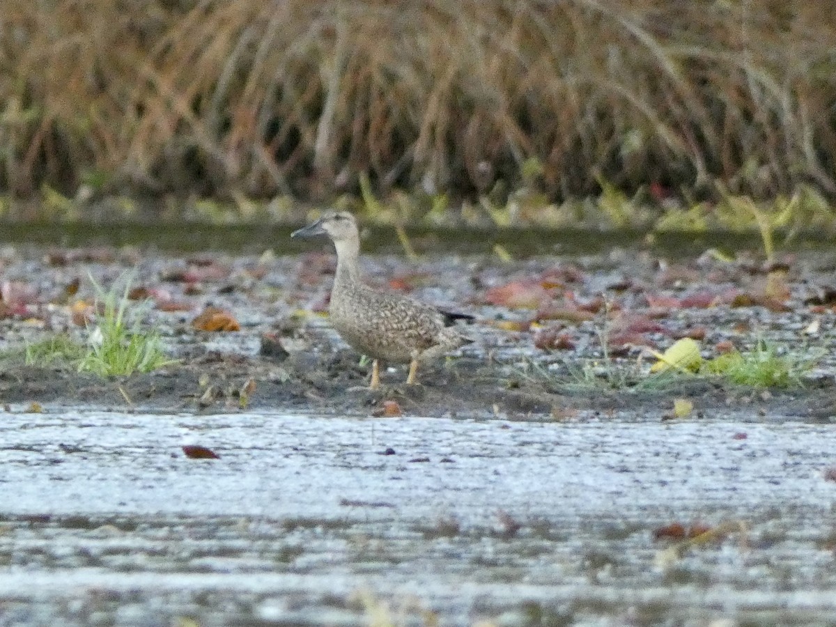 Blue-winged Teal - ML643165855