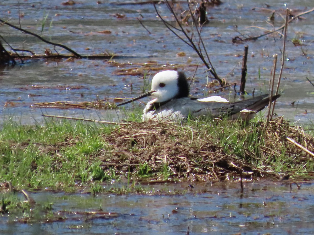 Pied Stilt - ML643165868