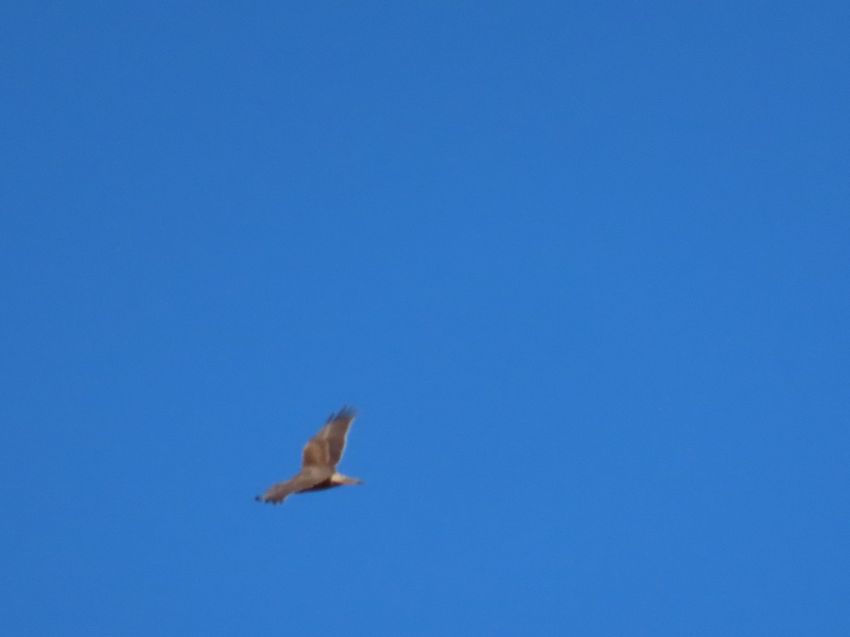 Swamp Harrier - ML643165879