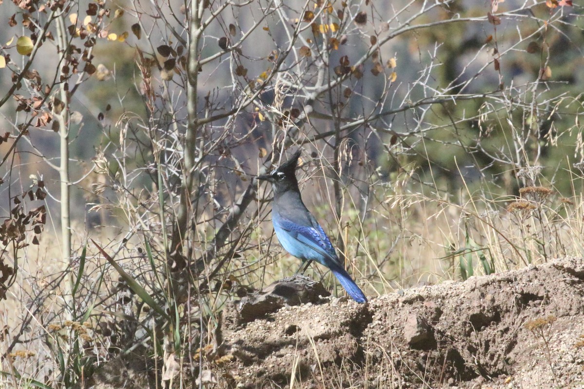 Steller's Jay - ML643165887