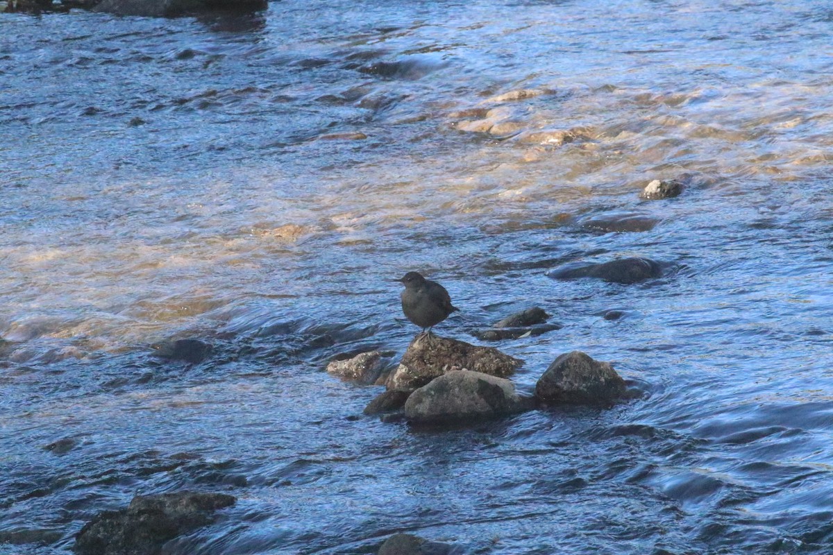American Dipper - ML643165892
