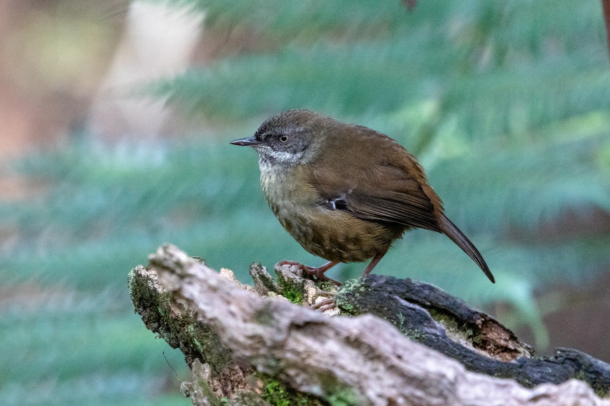 Tasmanian Scrubwren - ML643165908
