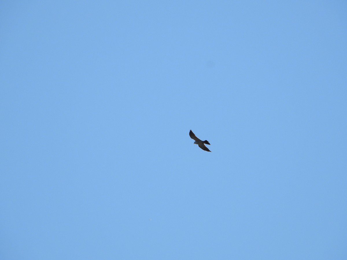 Mississippi Kite - ML643165912