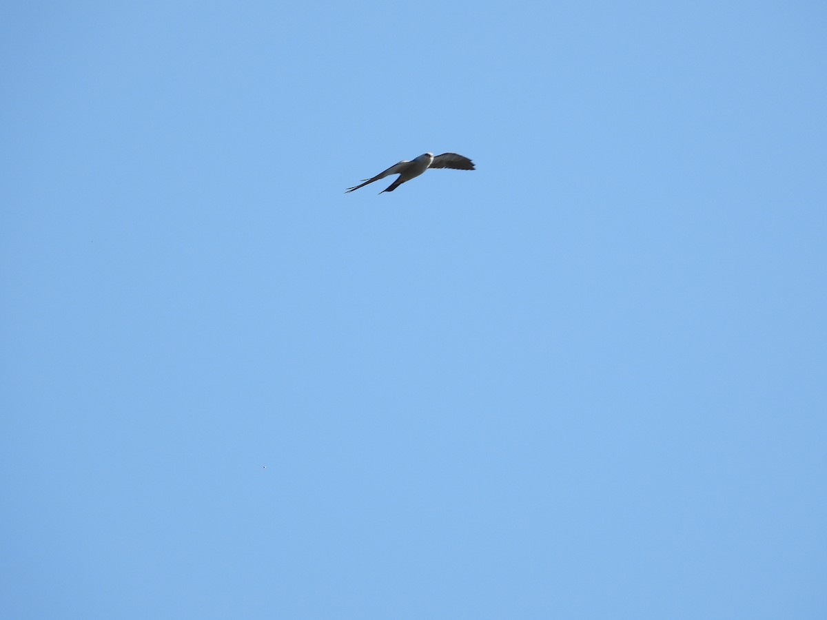 Mississippi Kite - ML643165913