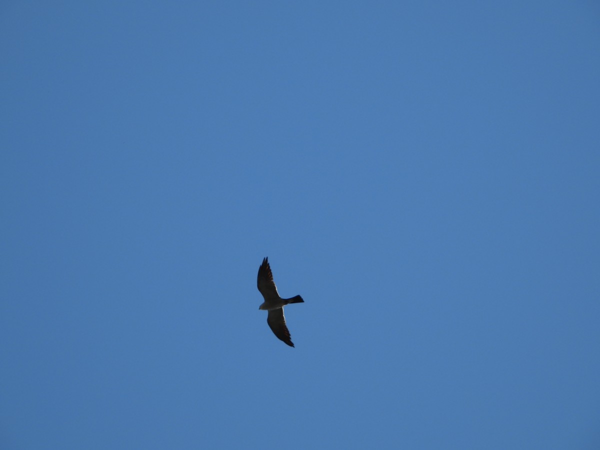 Mississippi Kite - ML643165914