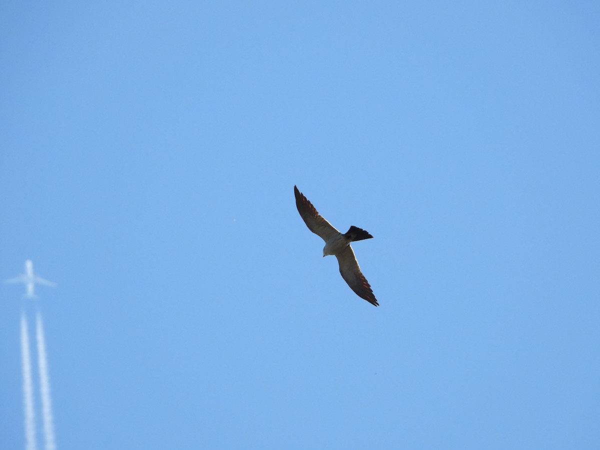 Mississippi Kite - ML643165915