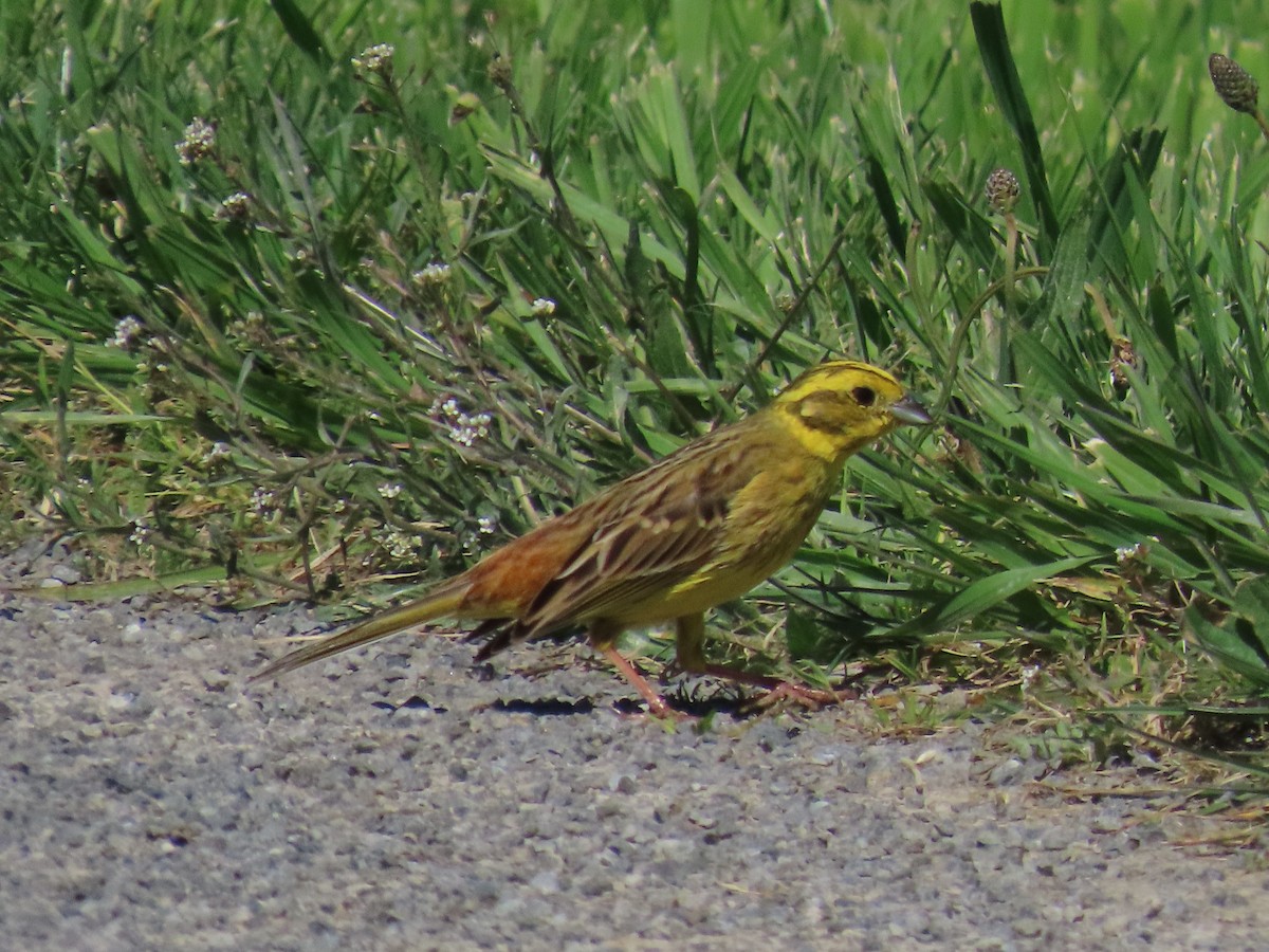 Yellowhammer - ML643165933