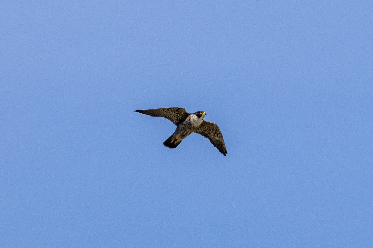 Peregrine Falcon (Australian) - ML643165941