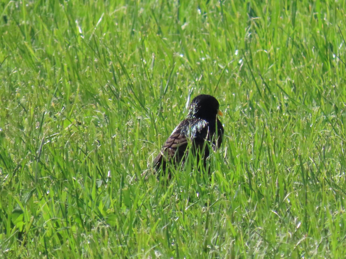 European Starling - ML643165947