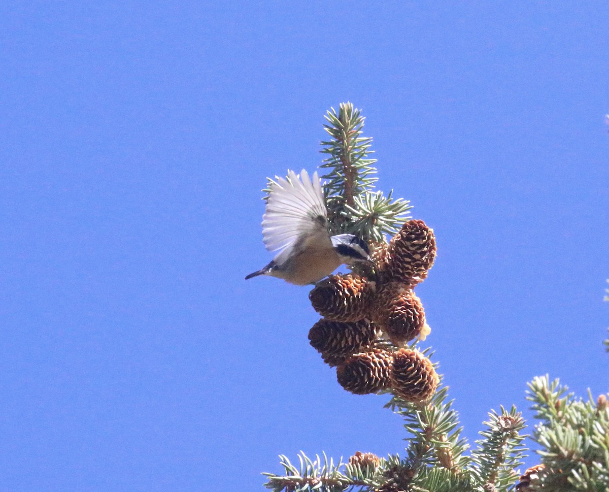 Red-breasted Nuthatch - ML643165952
