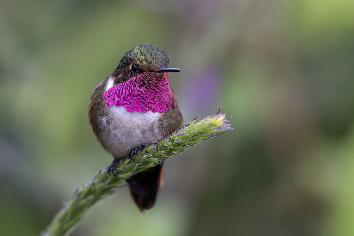 Volcano Hummingbird (Rose-throated) - ML643165964