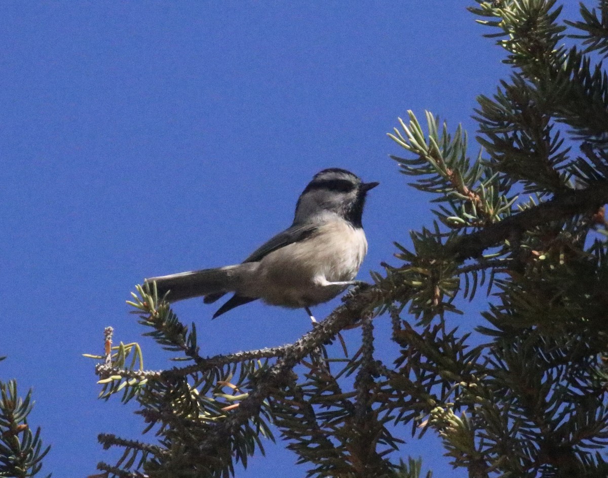 Mountain Chickadee - ML643165975
