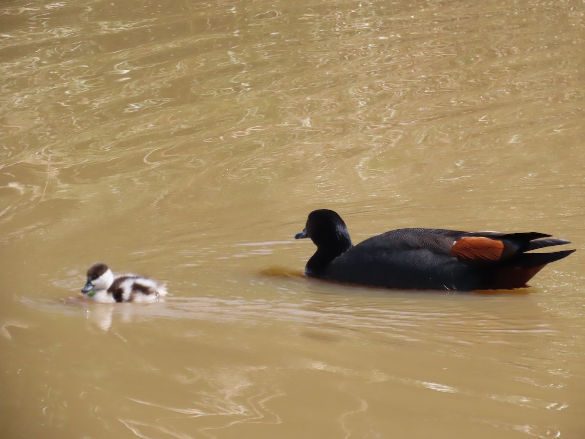 Paradise Shelduck - ML643165976