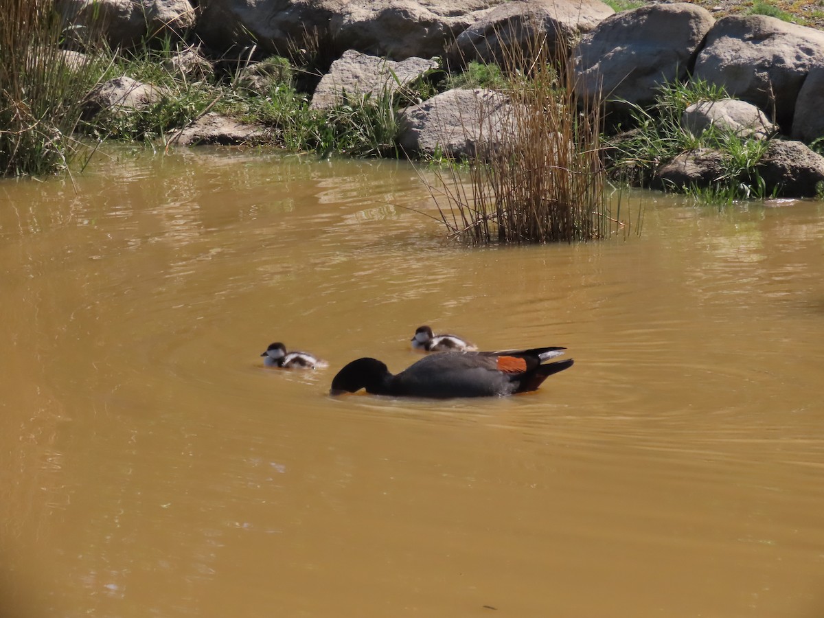 Paradise Shelduck - ML643165978