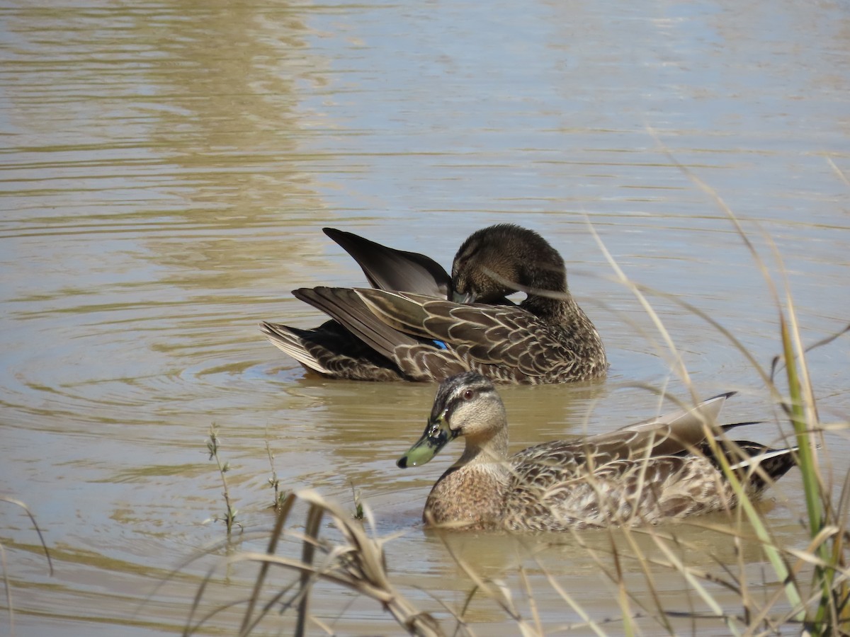 Mallard x Pacific Black Duck (hybrid) - ML643165992